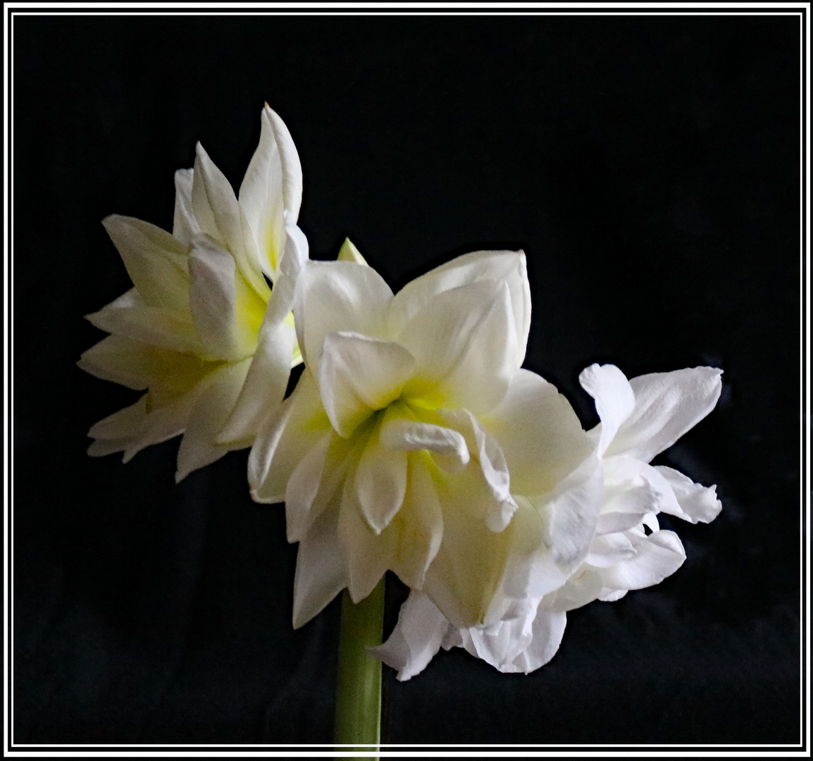 Weiße gefüllte Amaryllis