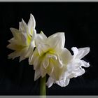 Weiße gefüllte Amaryllis