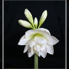 Weiße gefüllte Amaryllis