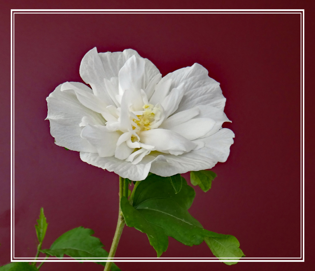 Weiße gefüllte Hibiskusblüte