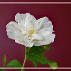 Weiße gefüllte Hibiskusblüte