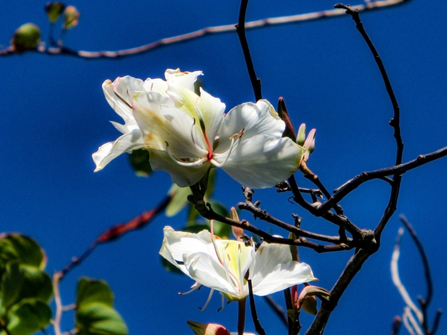 Weiße Geißblatt - Blüten....