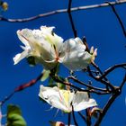 Weiße Geißblatt - Blüten....