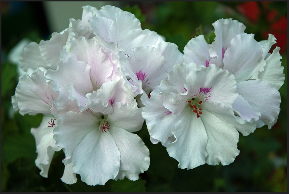 Weisse Geranien... Foto & Bild pflanzen, pilze & flechten, blüten
