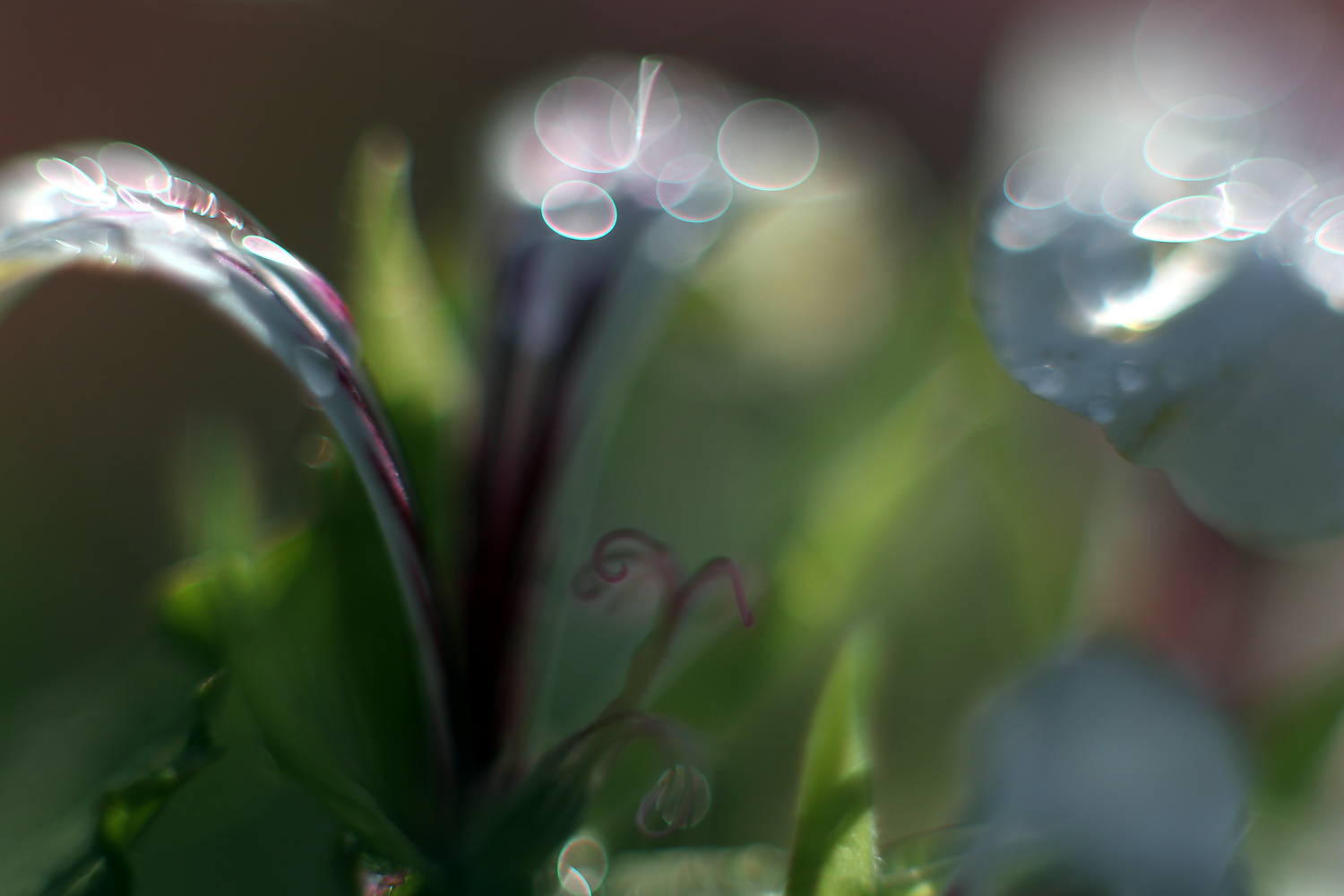 Weiße Geranien nach dem Regen