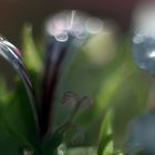 Weiße Geranien nach dem Regen