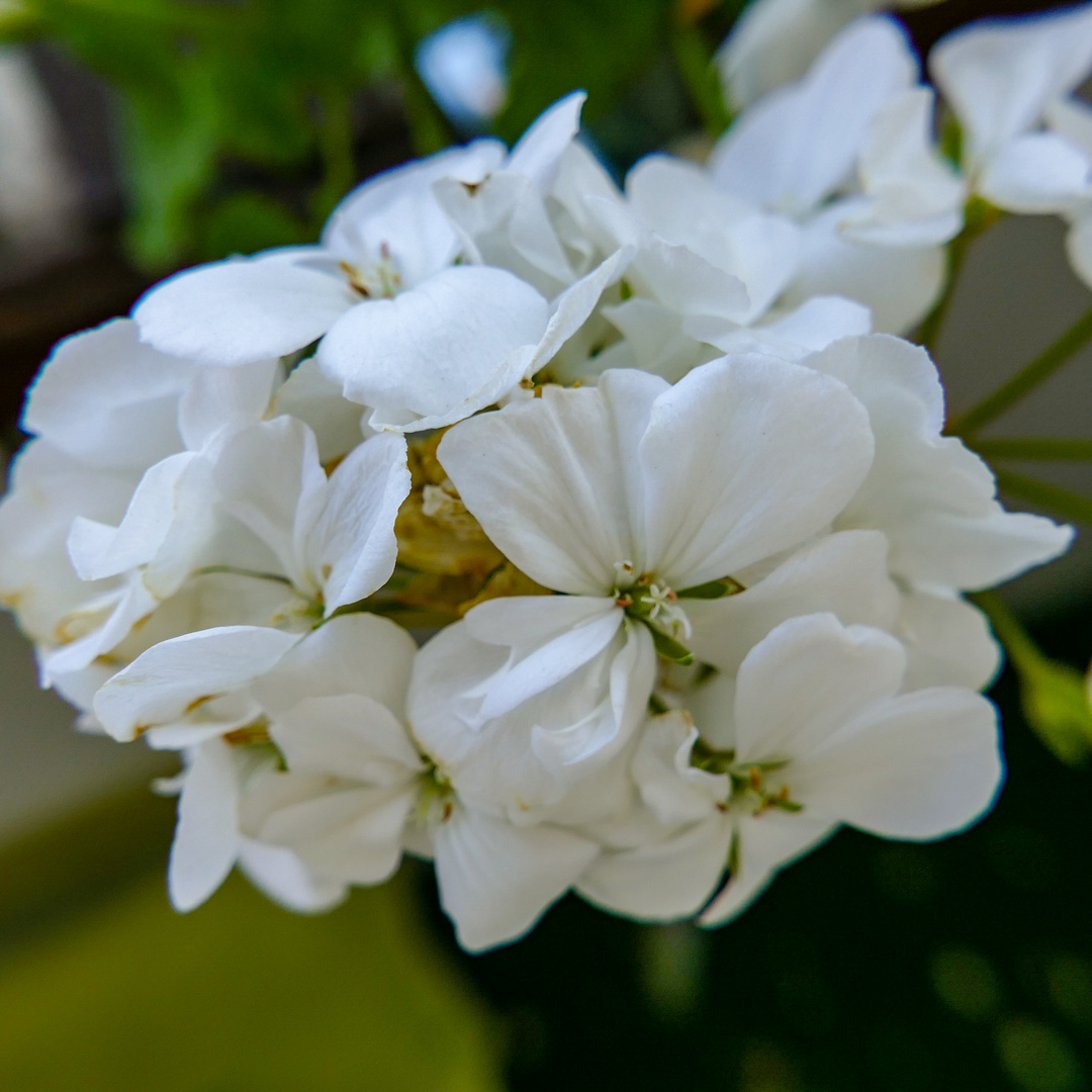 weiße Geranienblüte 