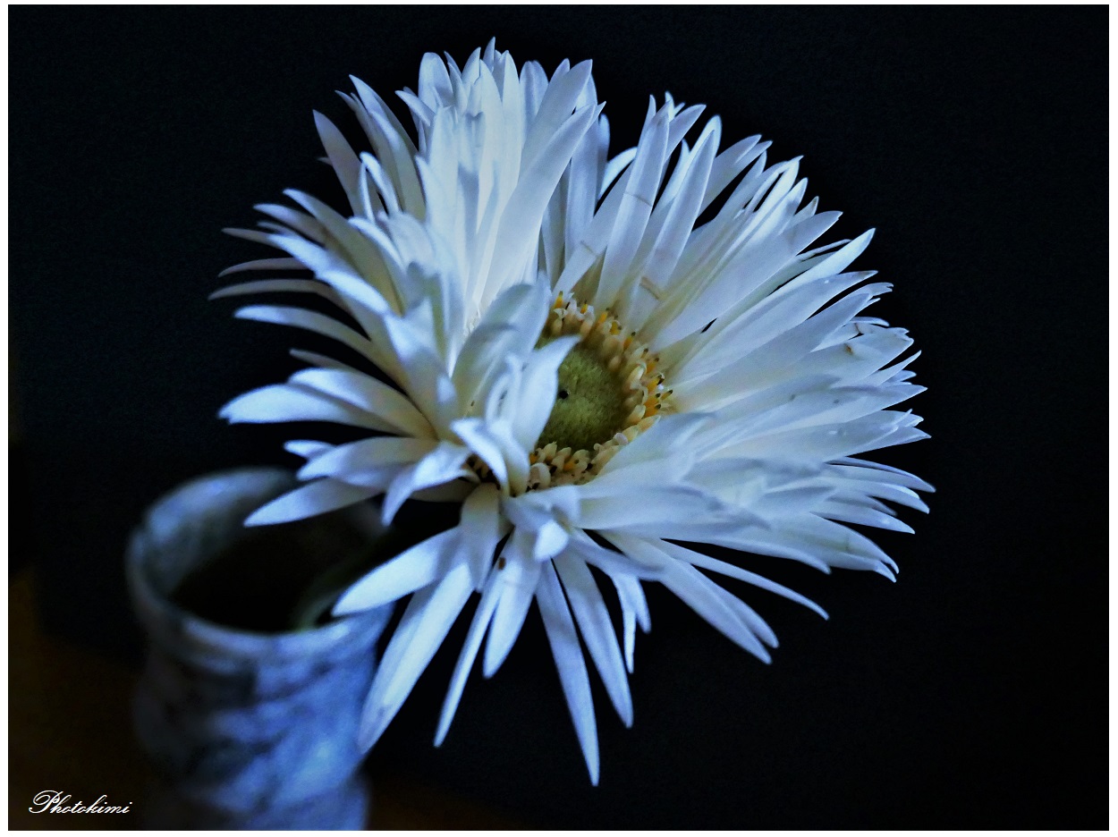 Weiße Gerbera