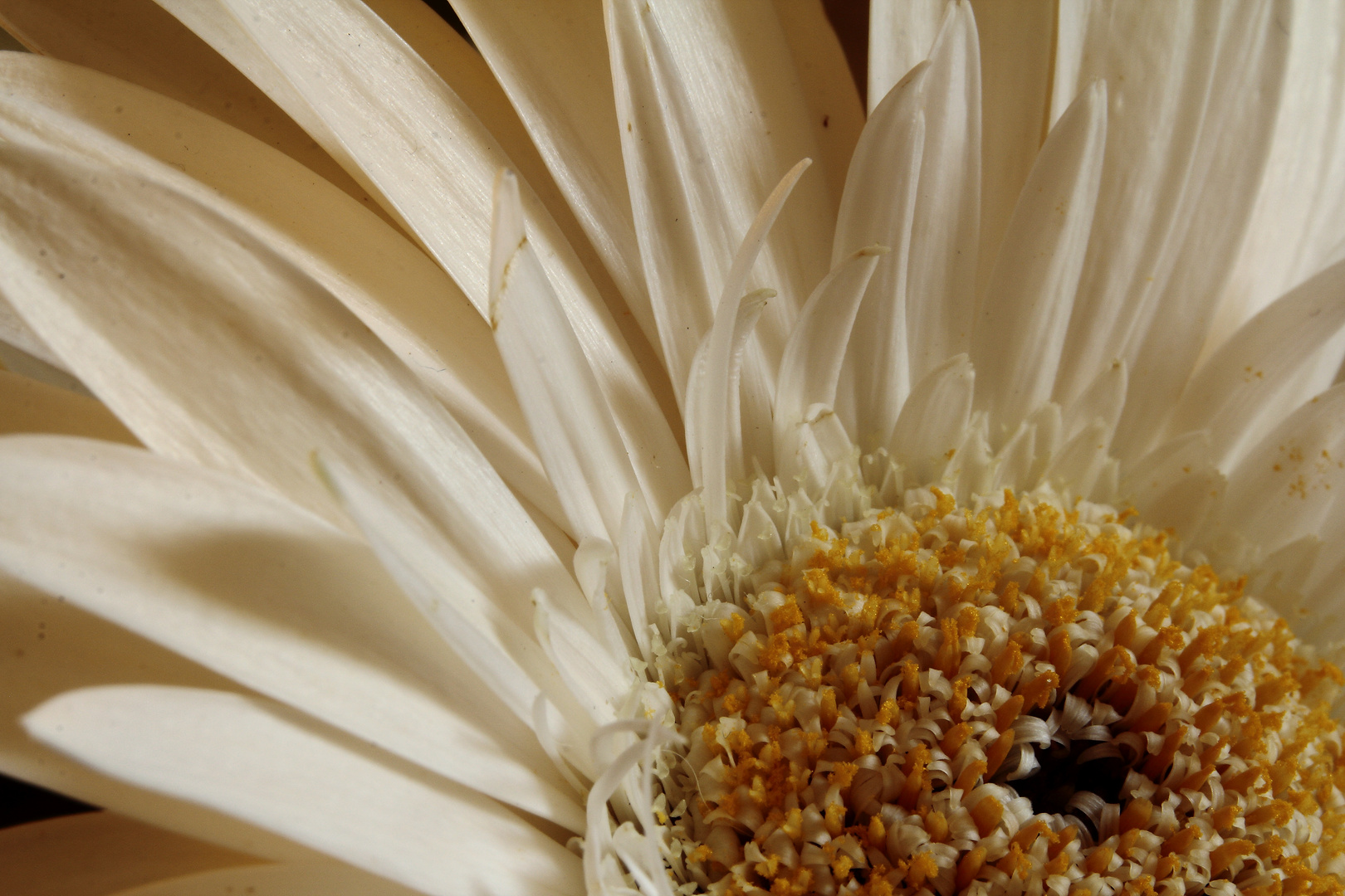 weiße Gerbera