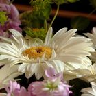 Weiße Gerbera in einem Sommerblumenstrauß