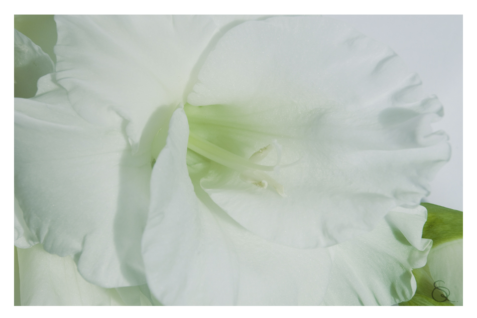 weiße Gladiole