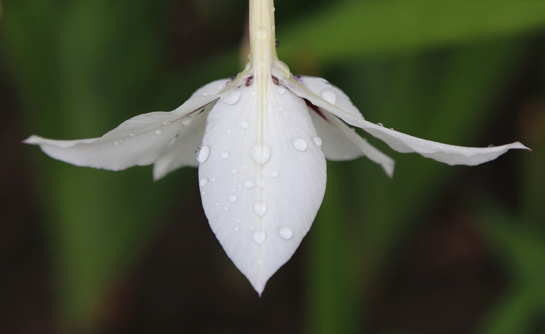 weiße gladiole