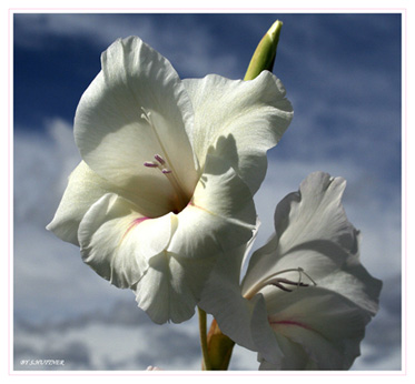 Weiße Gladiole