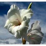 Weiße Gladiole