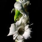 Weiße Gladiole im Halbschatten