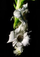 Weiße Gladiole im Halbschatten