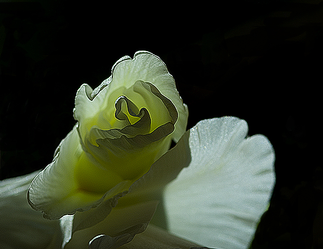 Weiße Gladiole in der Nacht