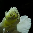 Weiße Gladiole in der Nacht