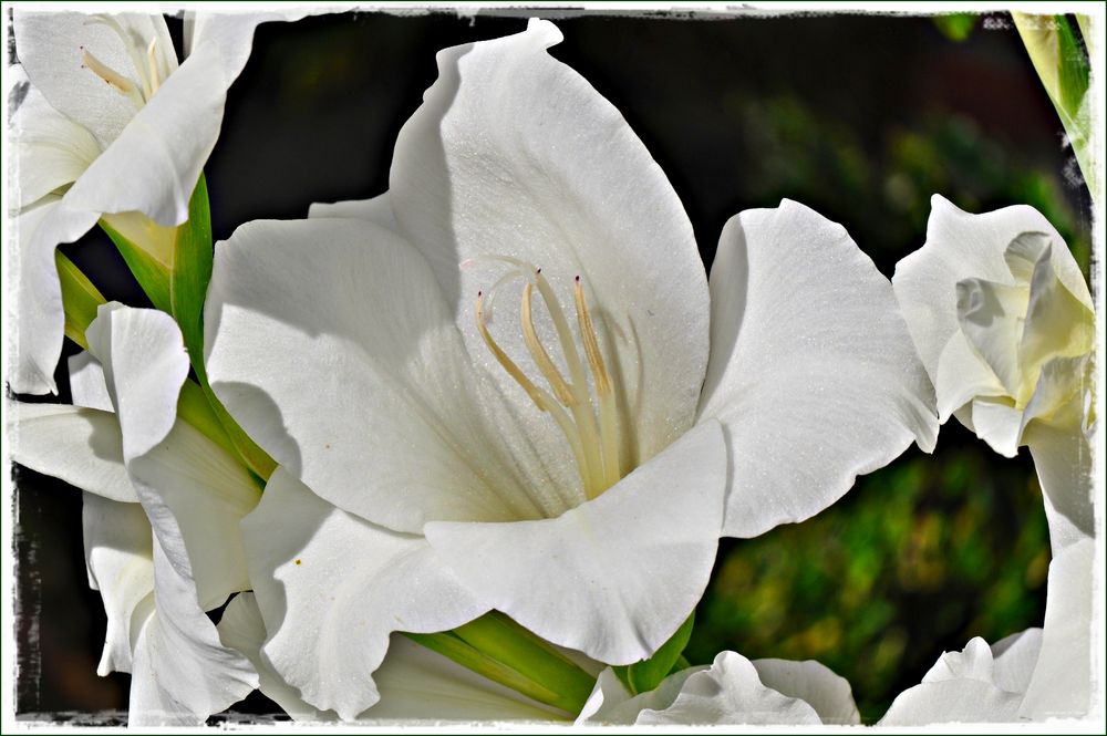 weiße Gladiolenblüten