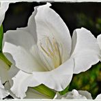 weiße Gladiolenblüten