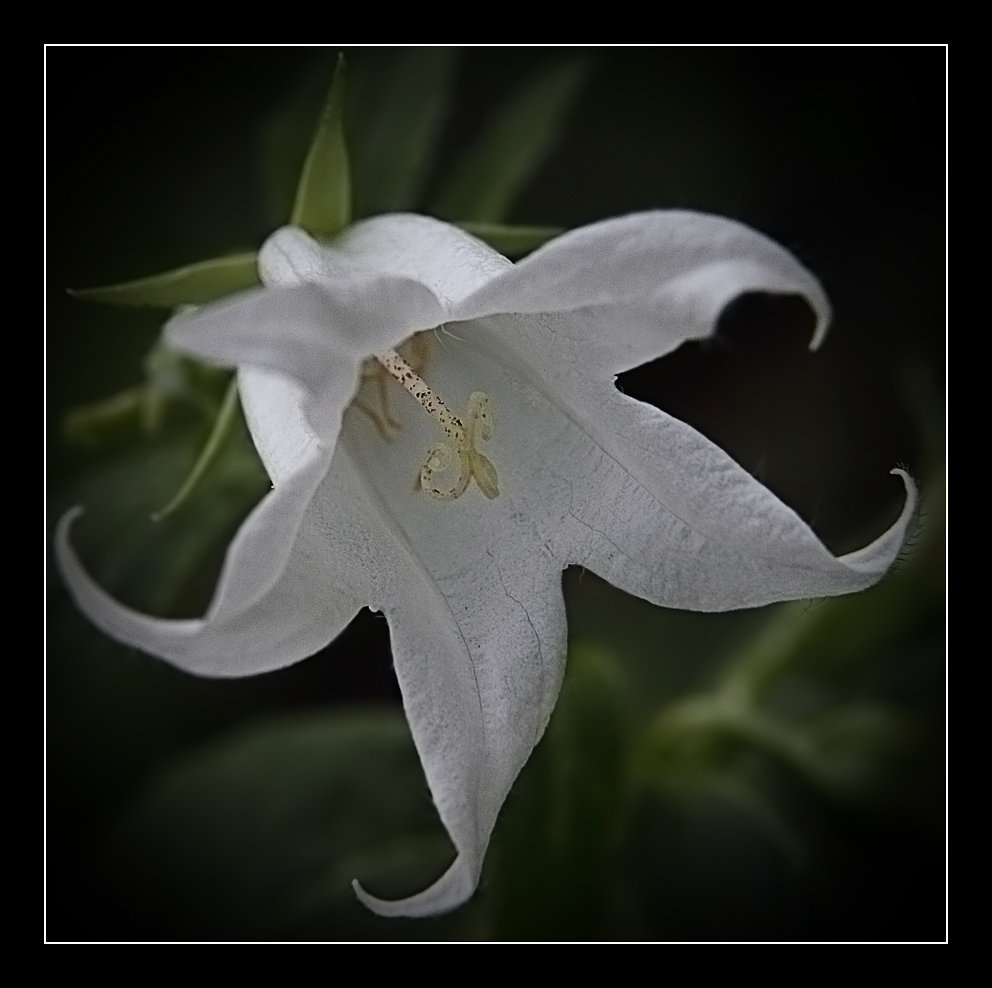 Weiße Glocke Foto & Bild | pflanzen, pilze & flechten, blüten