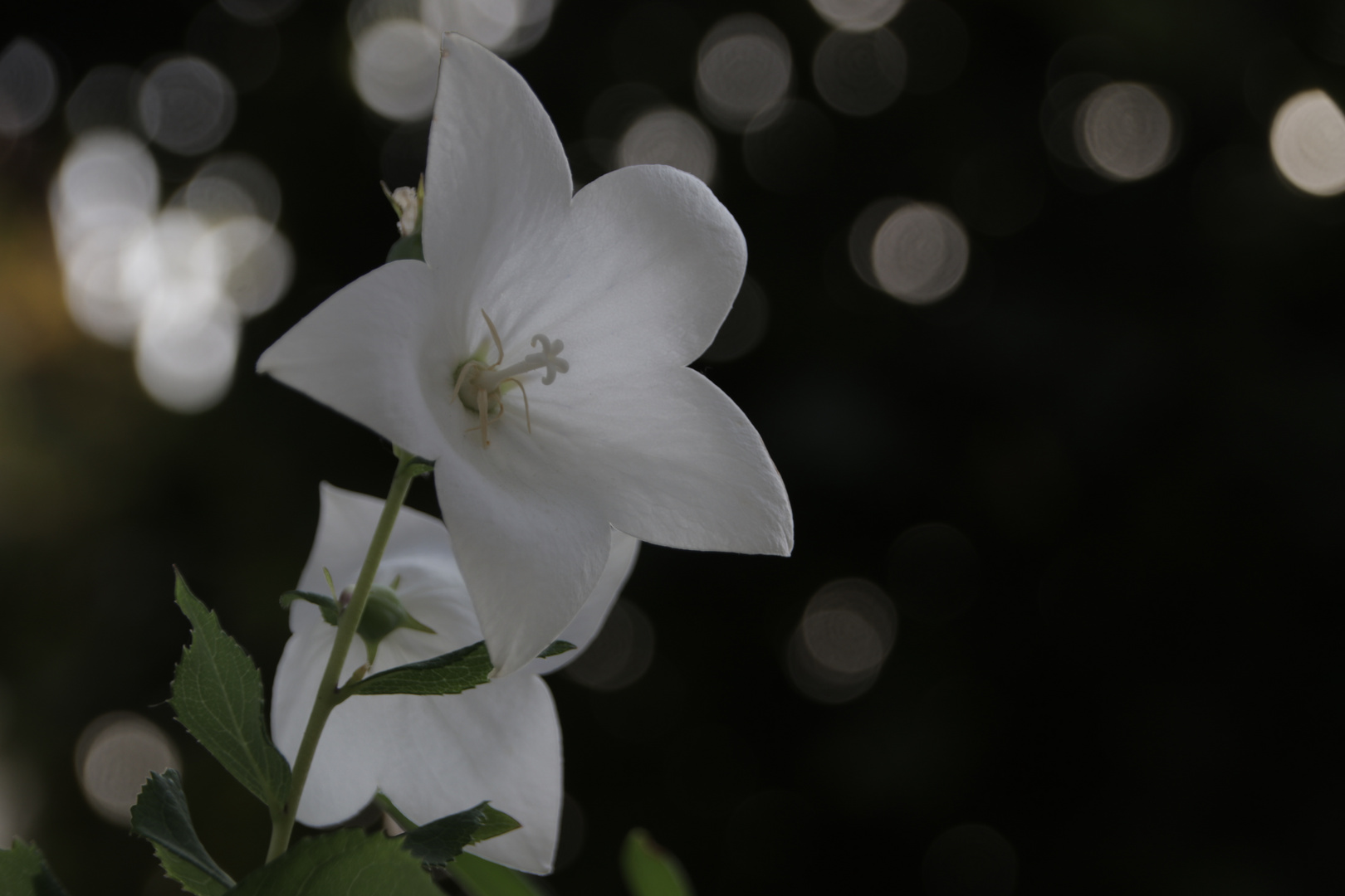 Weiße Glockenblume