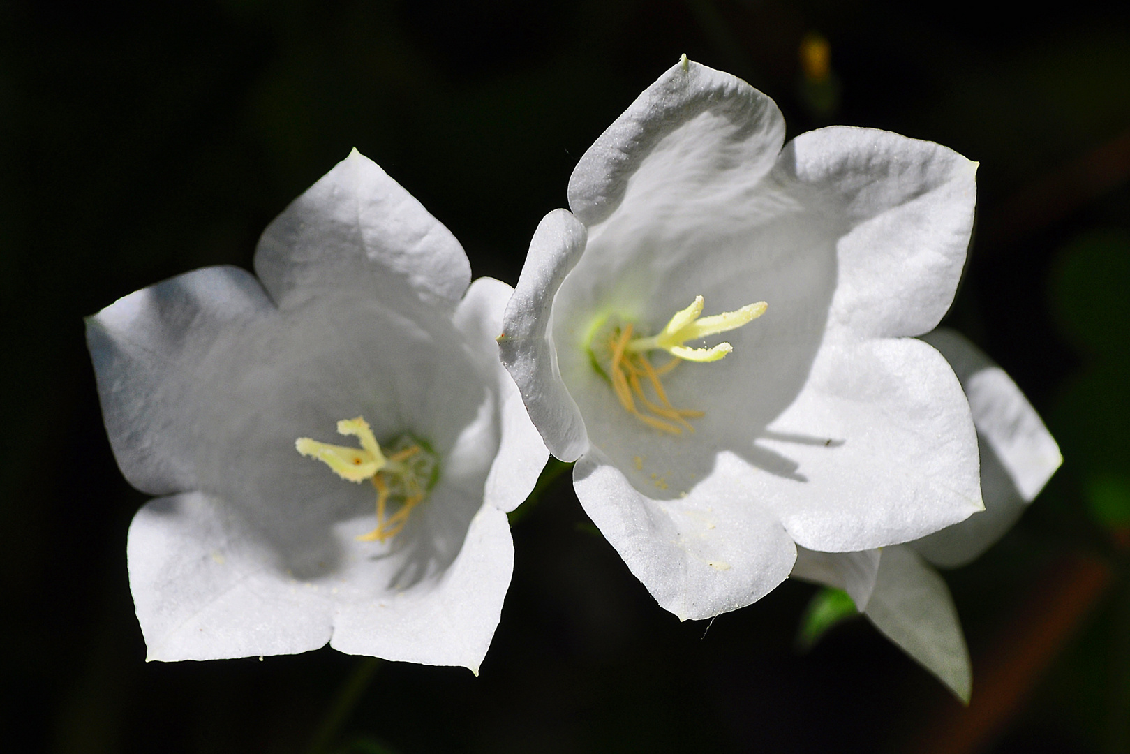 Weiße Glockenblume