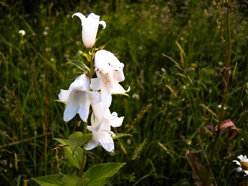 weisse Glockenblumen