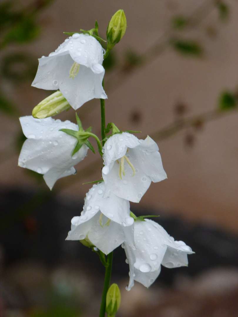 Weisse Glockenblumen nach dem Regen