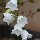 Weisse Glockenblumen nach dem Regen