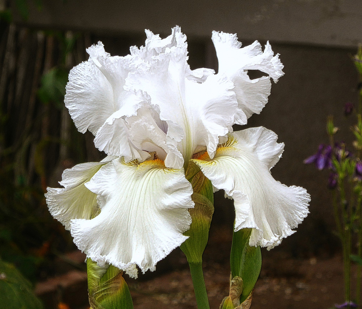 weiße, große Iris (gestern im fremden Vorgarten fotografiert)