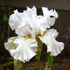weiße, große Iris (gestern im fremden Vorgarten fotografiert)