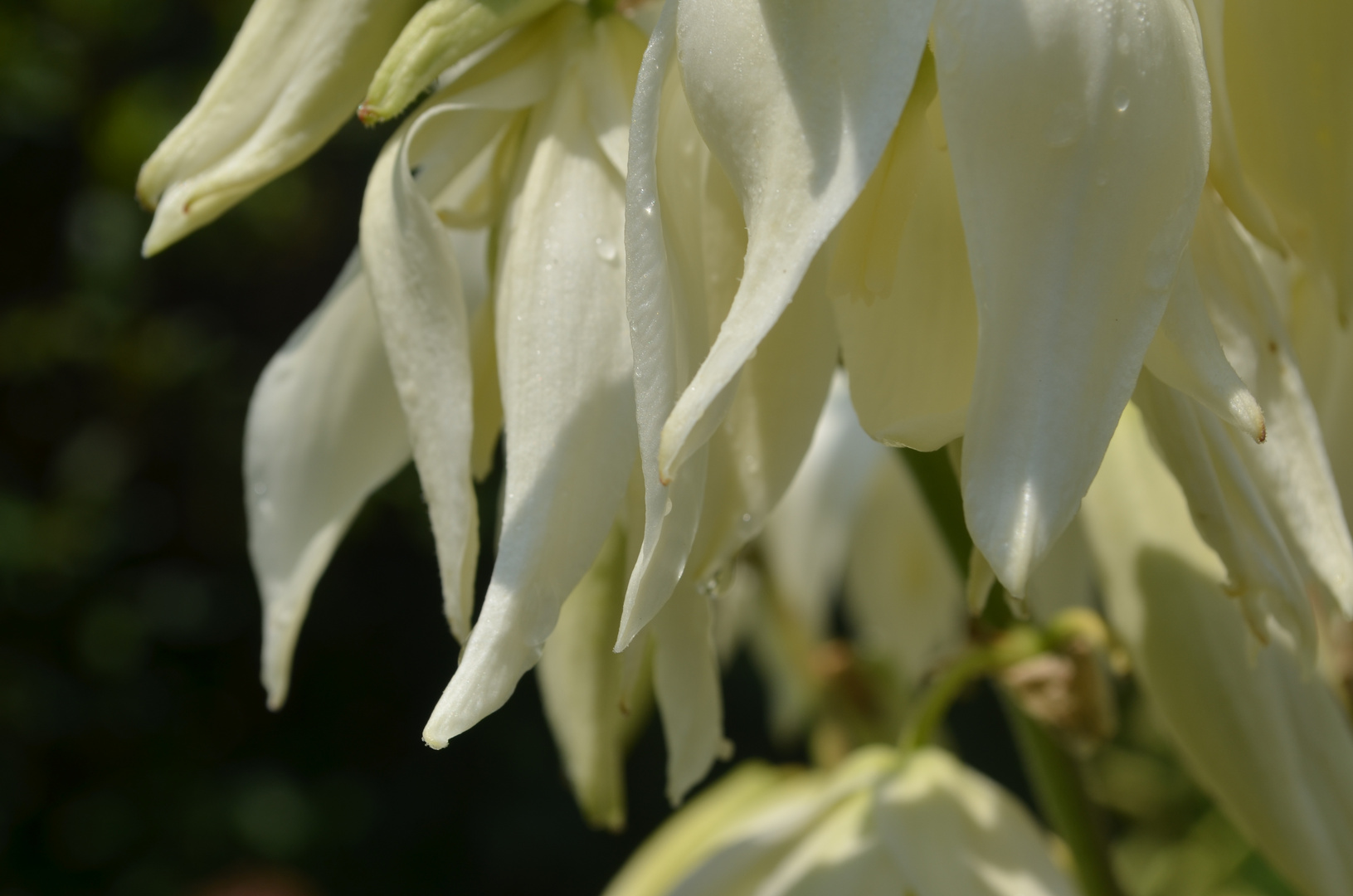 weiße hängende Blüten