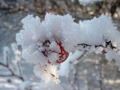 "Weisse" Hagebutte