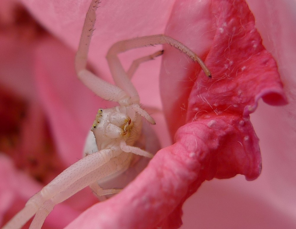 Weisse "Hausspinne"