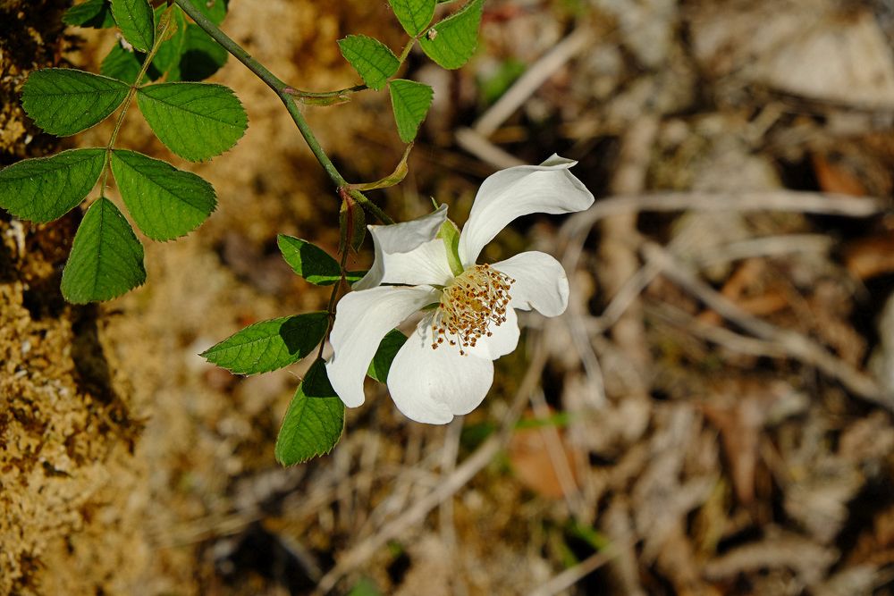 weiße Heckenrose