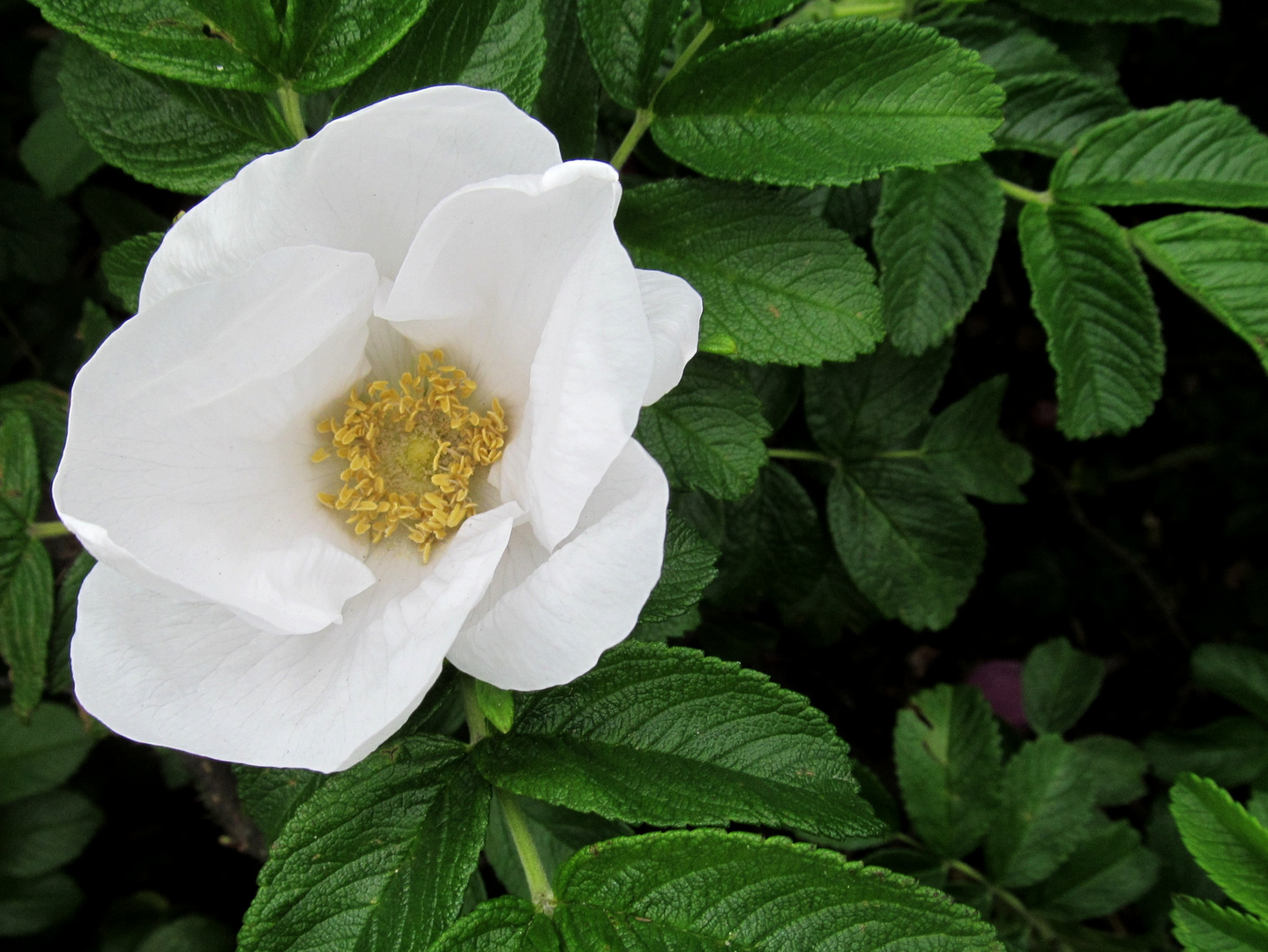 weisse Heckenrose 