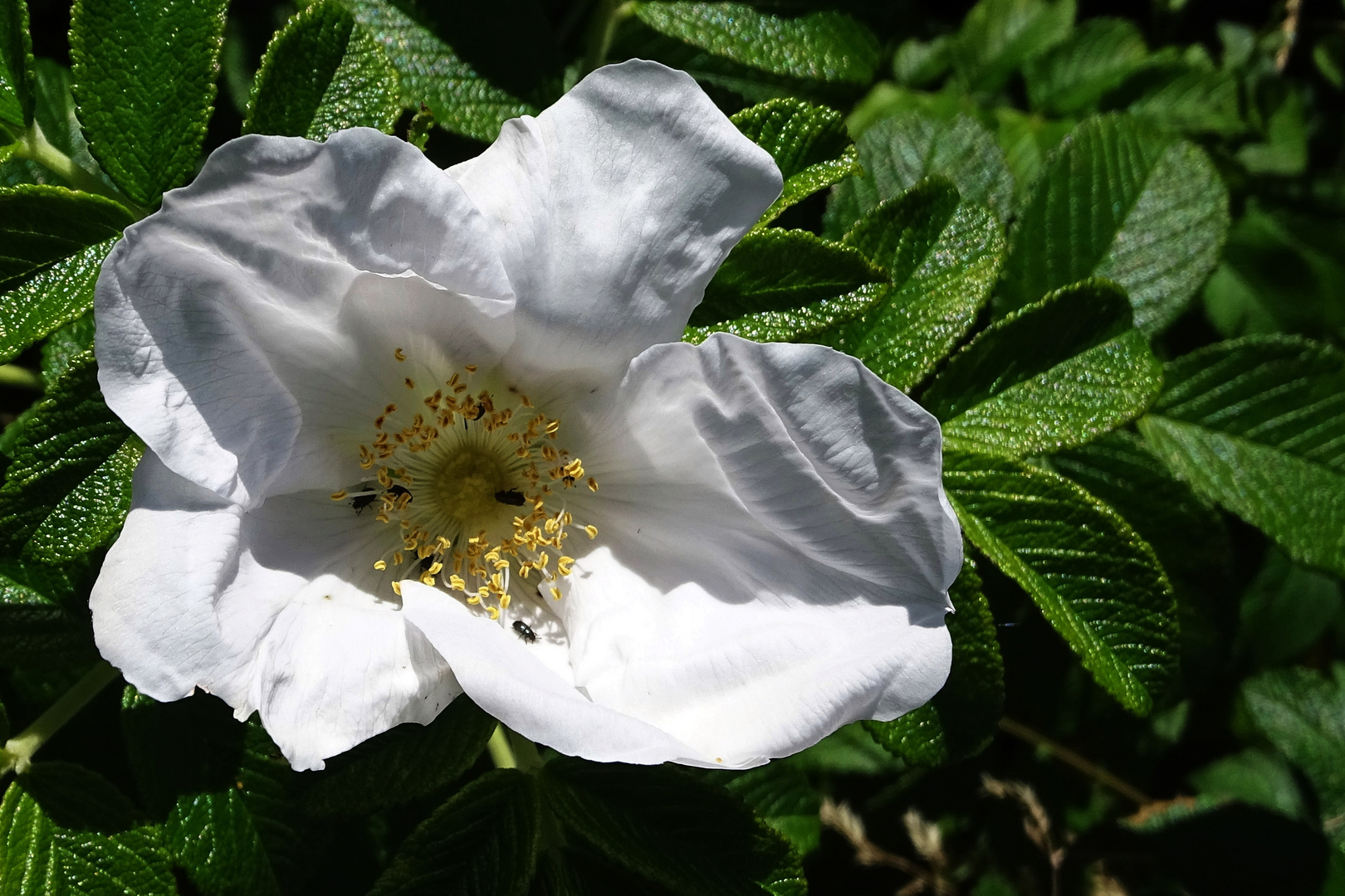 weiße Heckenrose