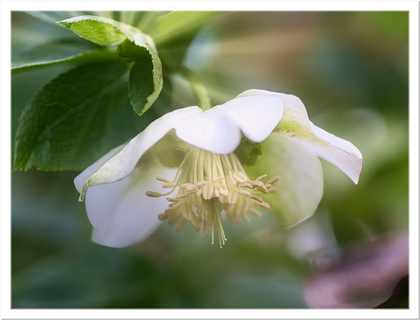 Weiße Helleborus