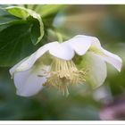 Weiße Helleborus