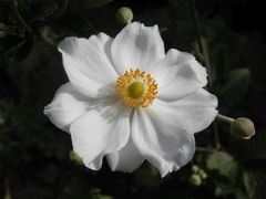 Weiße Herbst-Anemone (Anemone hupehensis f. alba)