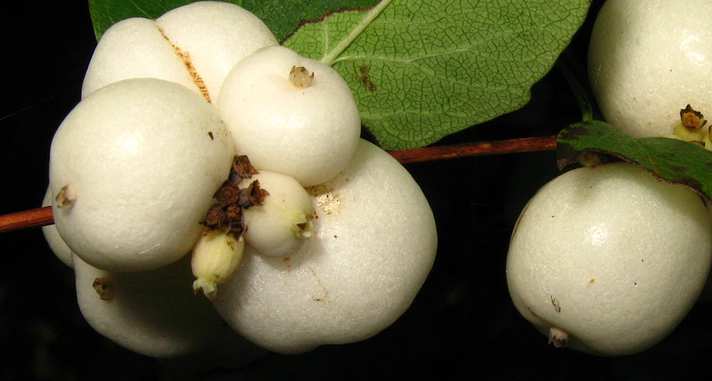 WEISSE HERBSTBEEREN