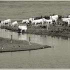 Weiße Herde am Ganges ...