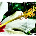 Weiße Hibiscusblüte