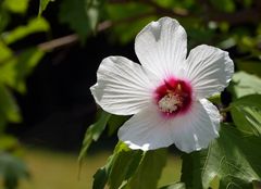 weisse Hibiskus