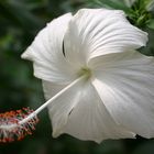 weiße Hibiskusblüte