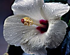 Weisse Hibiskusblüte