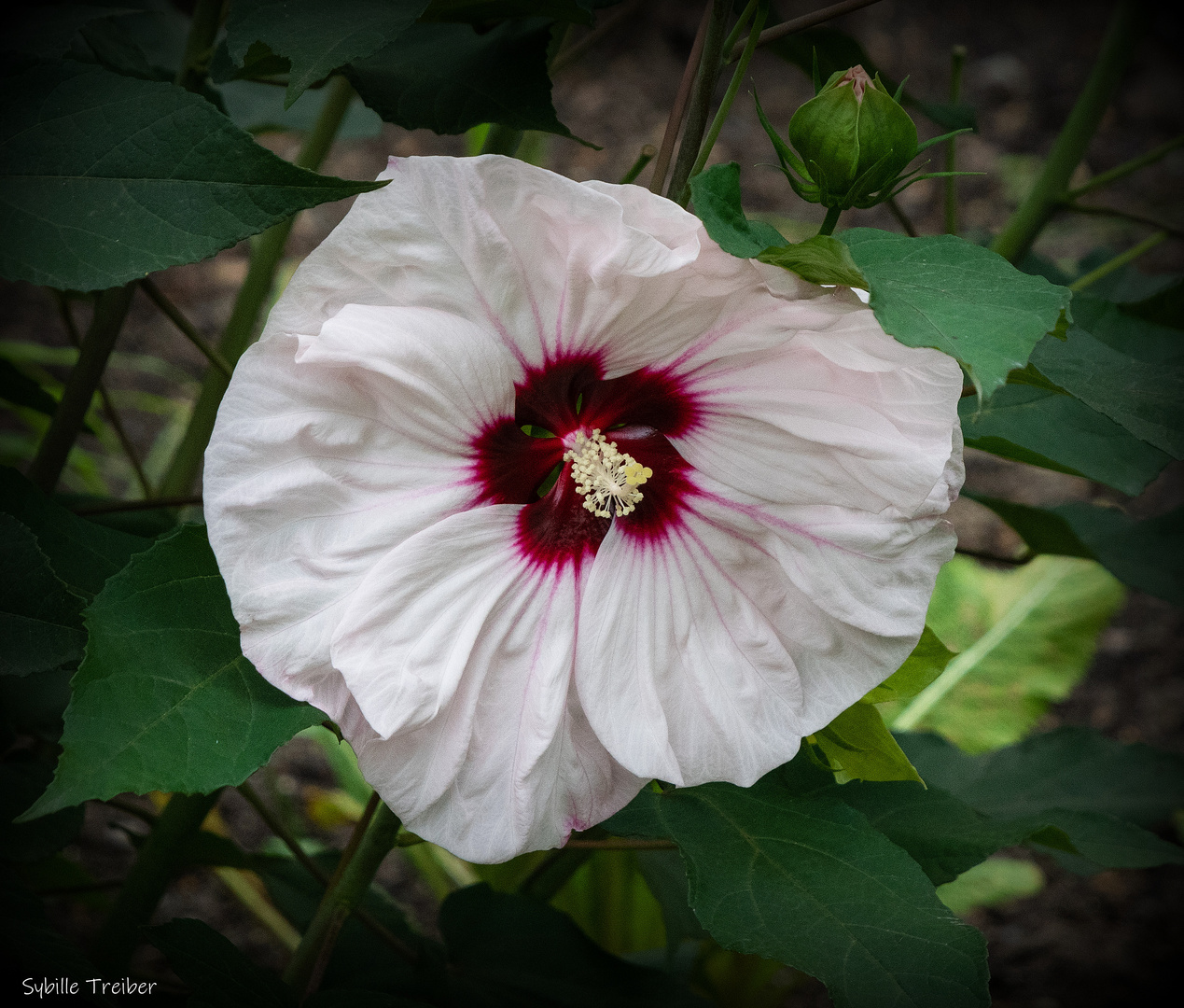 Weiße Hibiskusblüte