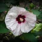 Weiße Hibiskusblüte