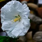 weiße Hibiskusblüte